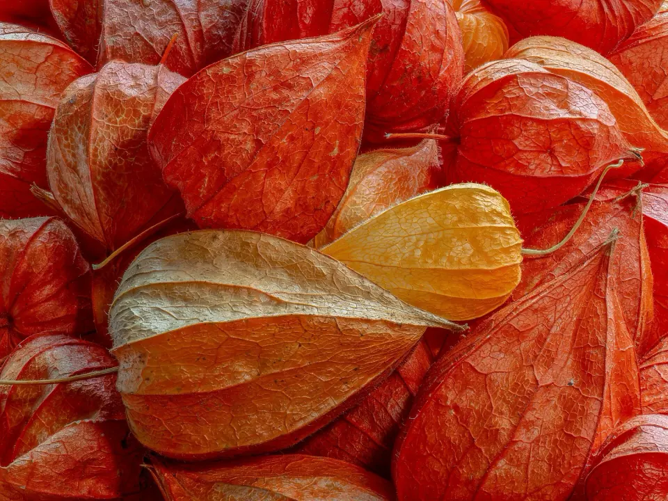 Kabuğuyla altın çilek (physalis)